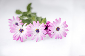 обоя цветы, остеоспермумы