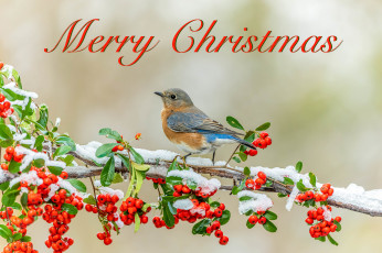 Картинка праздничные -+разное+ новый+год птица