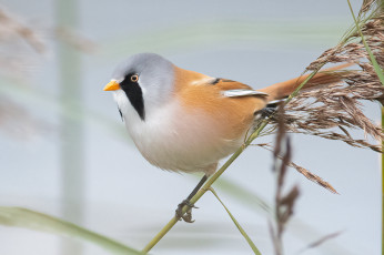 обоя животные, синицы,  лазоревки, птица