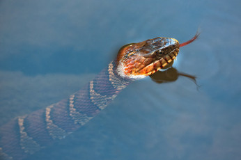 Картинка животные змеи +питоны +кобры змея