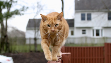 Картинка животные коты кот кошка