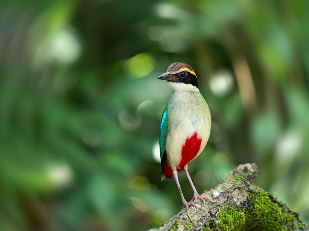 Обои картинки фото животные, питты, птица