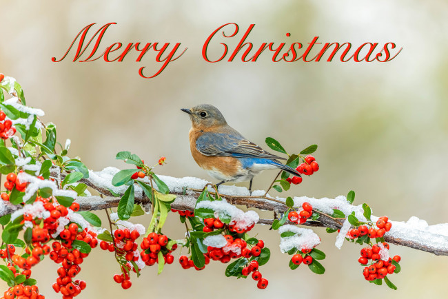 Обои картинки фото праздничные, - разное , новый год, птица