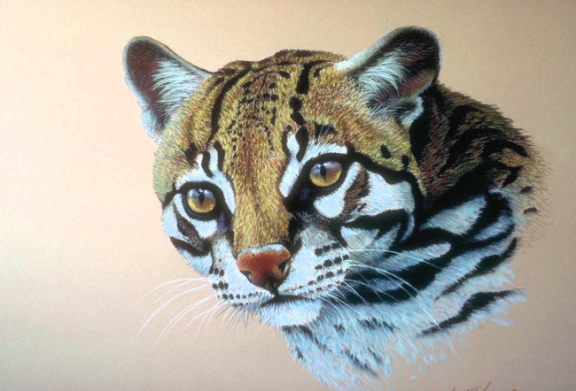 Обои картинки фото рисованное, животные, оцелот, голова