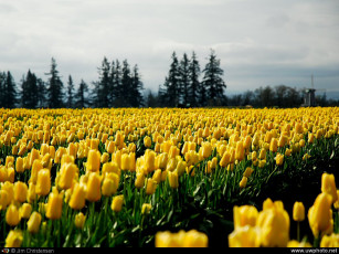 Картинка цветы тюльпаны