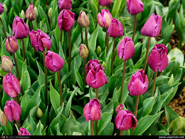 Обои картинки фото цветы, тюльпаны