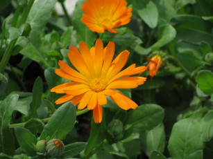 Картинка цветы календула