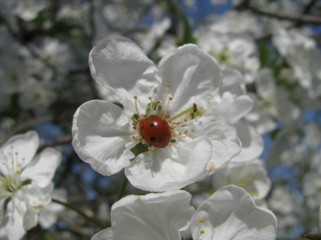 Обои картинки фото цветы, цветущие, деревья, кустарники