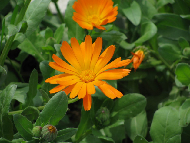 Обои картинки фото цветы, календула