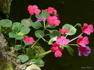 Картинка цветы бальзамины