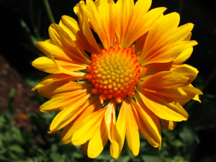 Картинка цветы гайлардии гелениумы