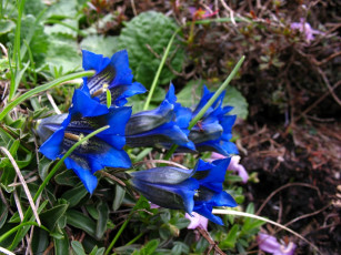 Картинка цветы горечавки