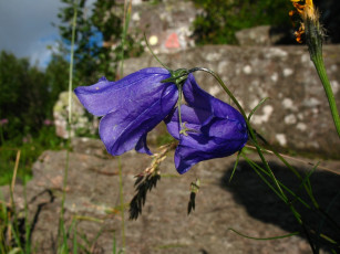 Картинка цветы колокольчики