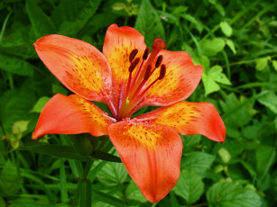 Картинка цветы лилии лилейники