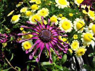 Картинка цветы разные вместе