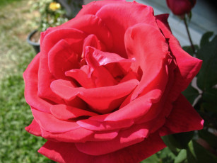 Картинка цветы розы