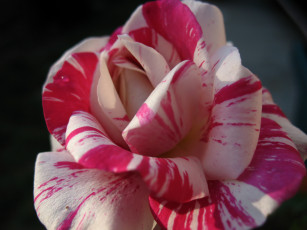 Картинка цветы розы