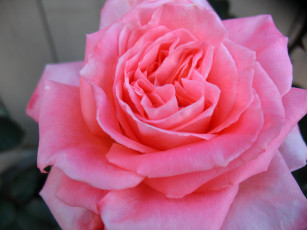 Картинка цветы розы