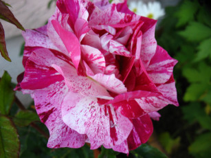 Картинка цветы розы