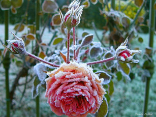 Картинка цветы розы