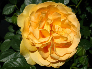 Картинка цветы розы