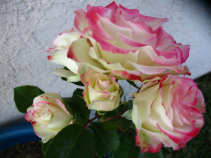 Картинка цветы розы