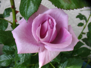 Картинка цветы розы