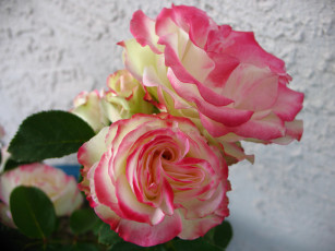 Картинка цветы розы