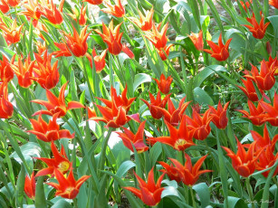 Картинка цветы тюльпаны