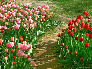 Картинка цветы тюльпаны