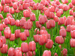 Картинка цветы тюльпаны
