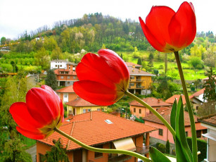 Картинка цветы тюльпаны