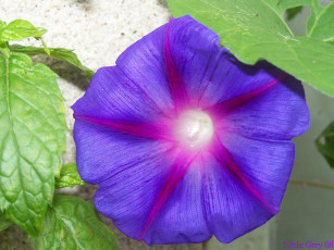 Картинка цветы вьюнки ипомеи