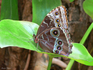 Картинка животные бабочки