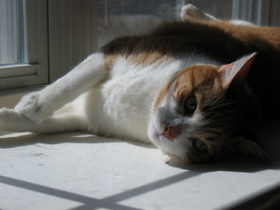 Картинка животные коты