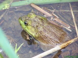Картинка животные лягушки