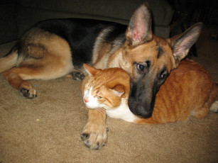 Картинка животные разные вместе