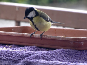 Картинка животные синицы лазоревки