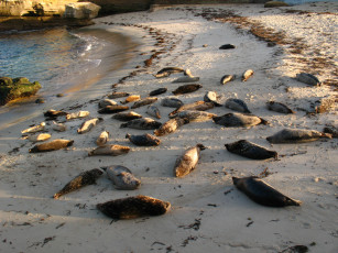 Картинка животные тюлени морские львы котики