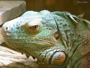 Картинка животные Ящерицы игуаны вараны