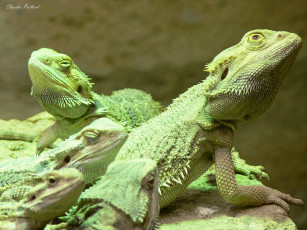 Картинка животные Ящерицы игуаны вараны