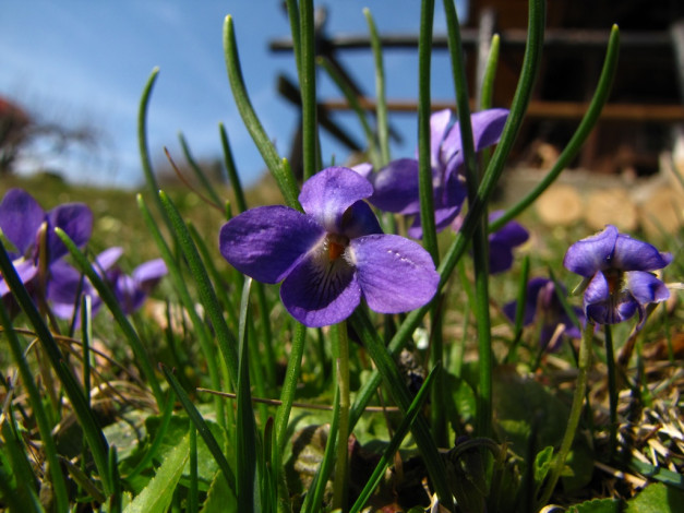 Обои картинки фото цветы, фиалки