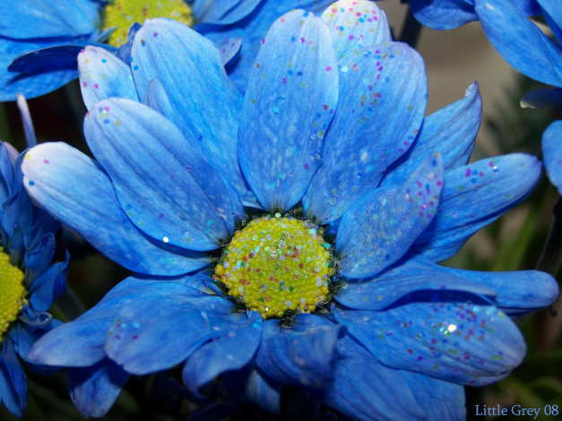 Обои картинки фото цветы, хризантемы