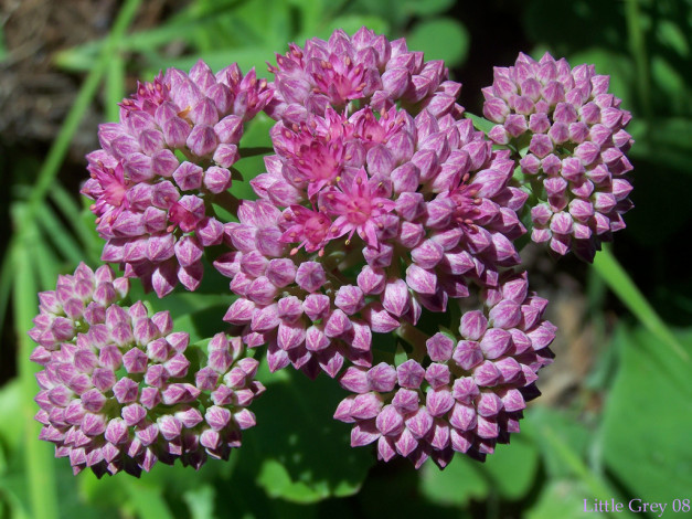 Обои картинки фото цветы, каланхоэ