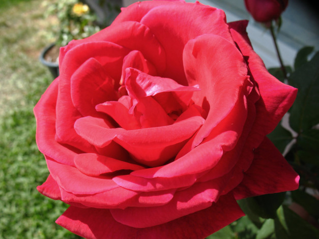 Обои картинки фото цветы, розы