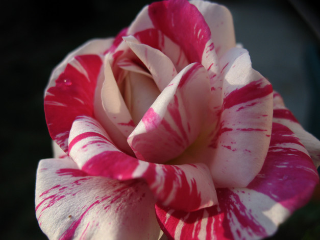 Обои картинки фото цветы, розы