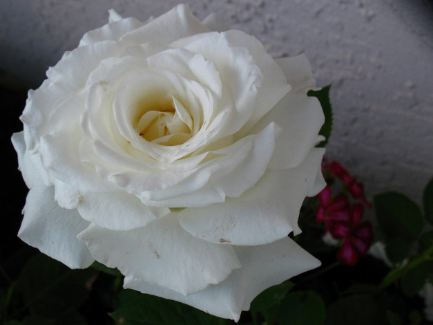 Обои картинки фото цветы, розы