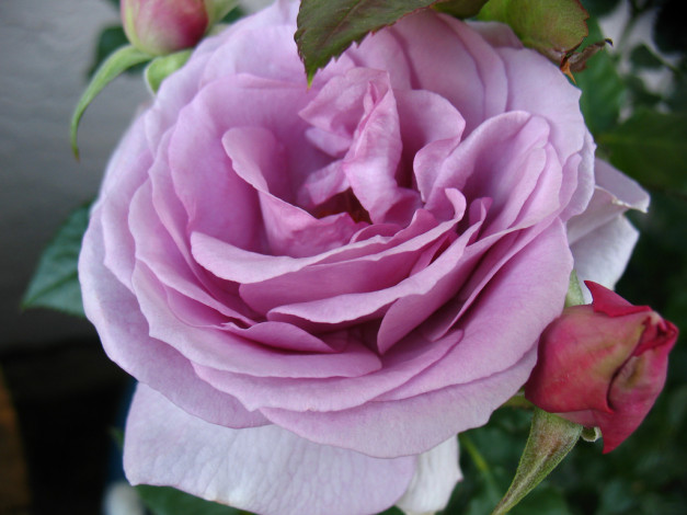 Обои картинки фото цветы, розы