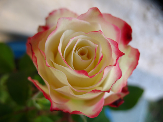 Обои картинки фото цветы, розы