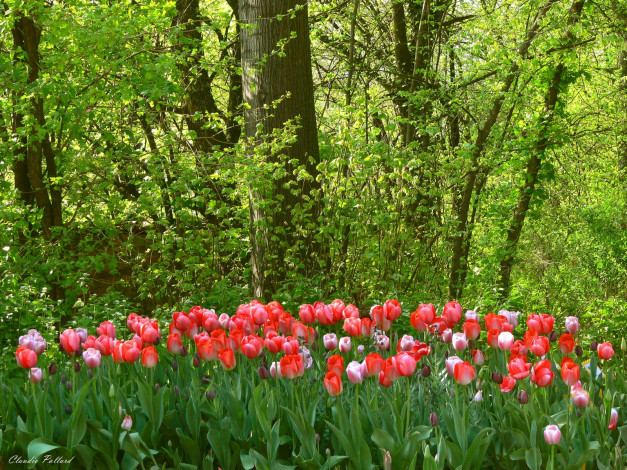 Обои картинки фото цветы, тюльпаны